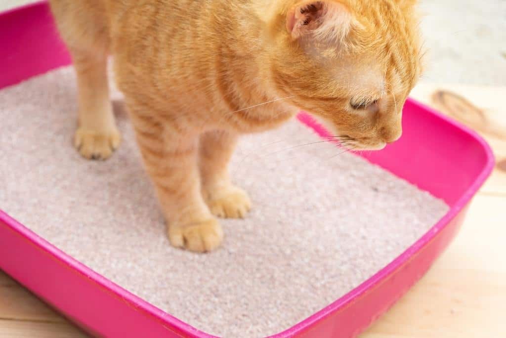cat litter dust