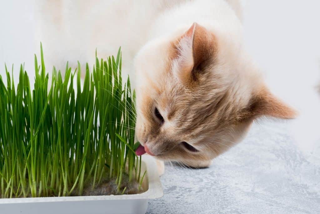cat eating grass