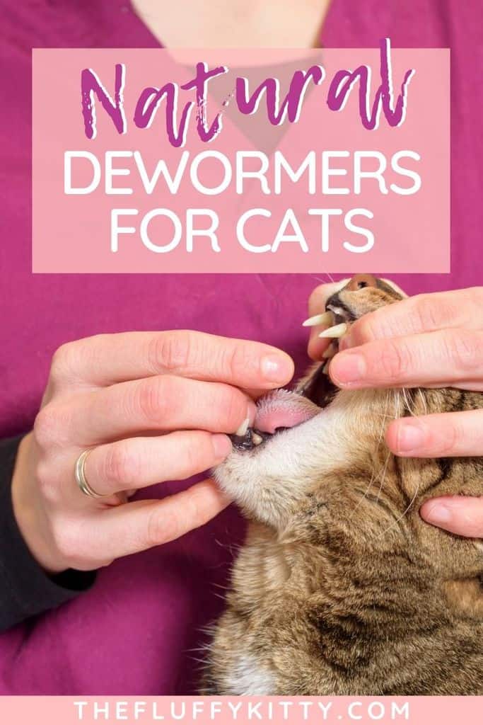 Natural deworming solutions for cats - are they effective? #cats #catcare #cathealth #deworming #catblog