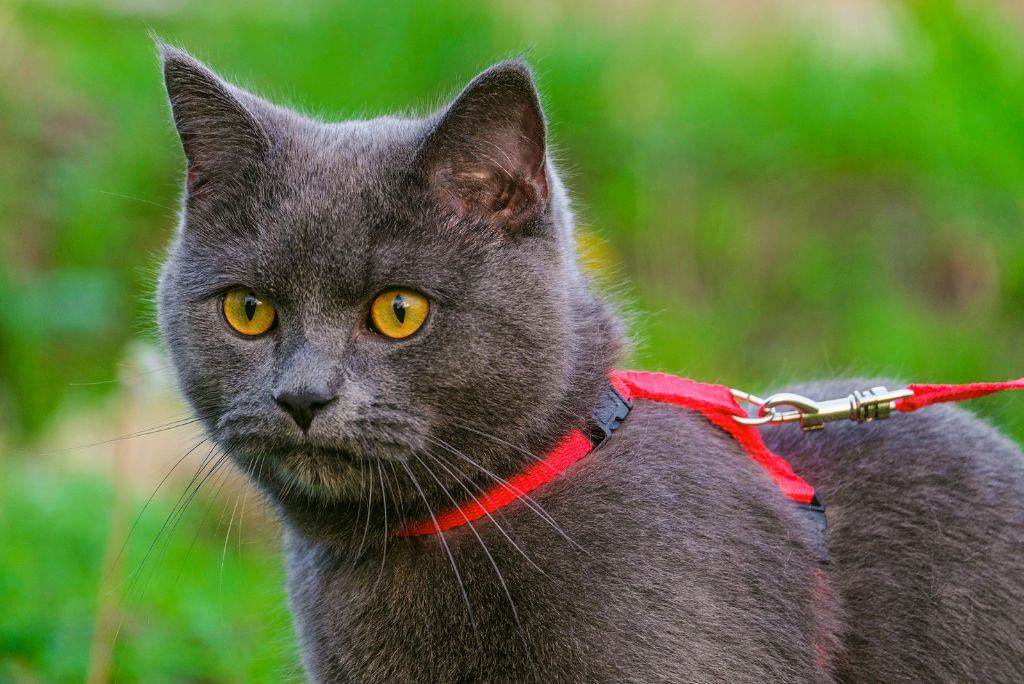 How to harness train a cat