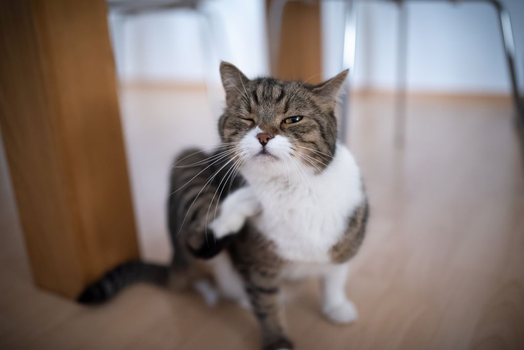 Cat scratching from dermatitis