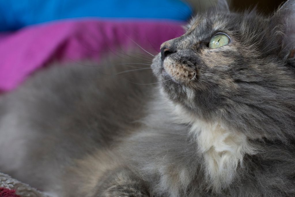 Indoor cat
