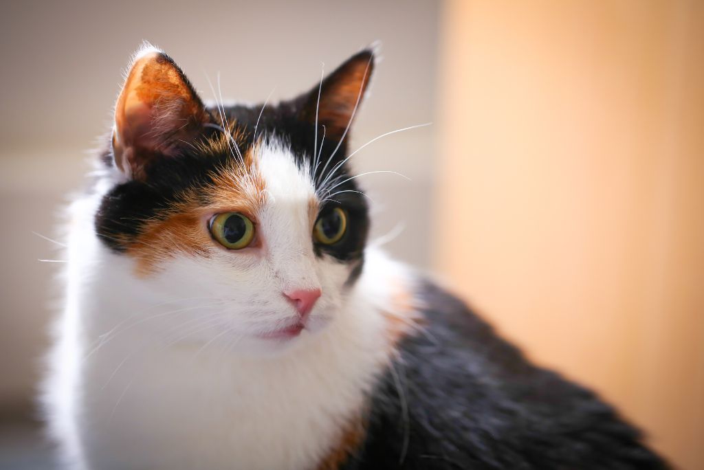 XL cat
