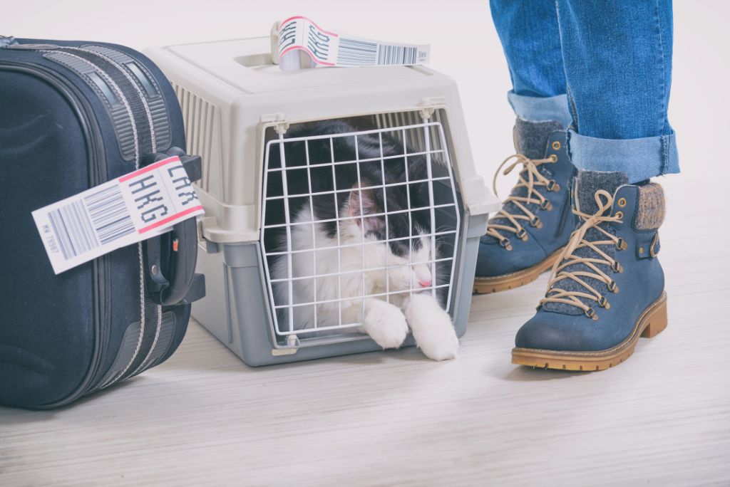 Cat flying in-cabin at airport