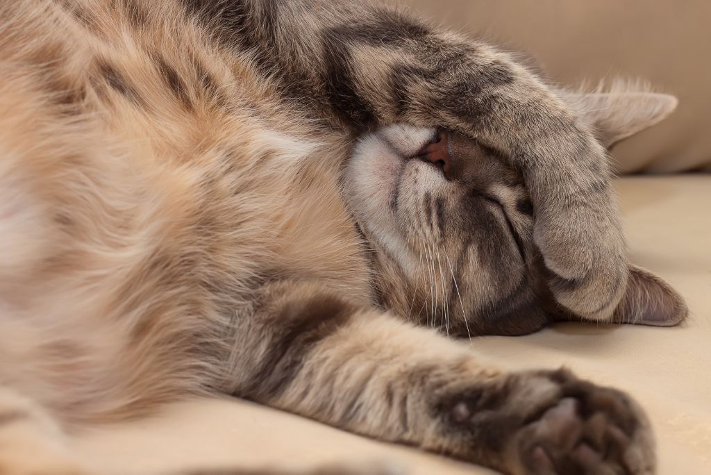 home remedy for cat cold