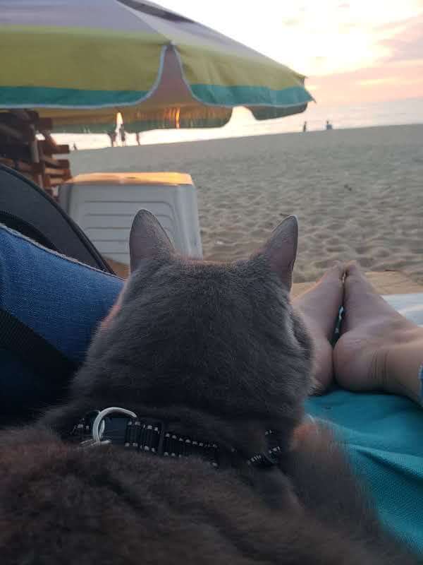 21 Tips for Taking Your Cat to the Beach | Fluffy Kitty Blog thefluffykitty.com