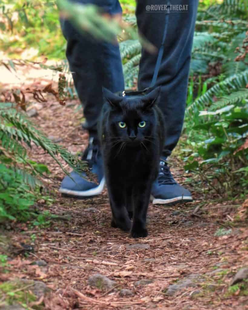 PC: @Rover_TheCat | Guest Post on Fluffy Kitty