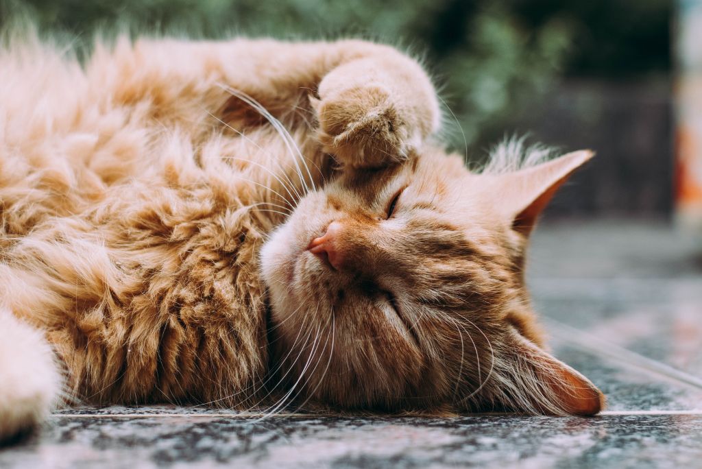 ginger cat laying on ground with paw on face