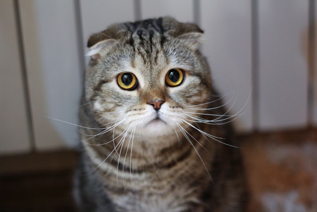 Anxious cat