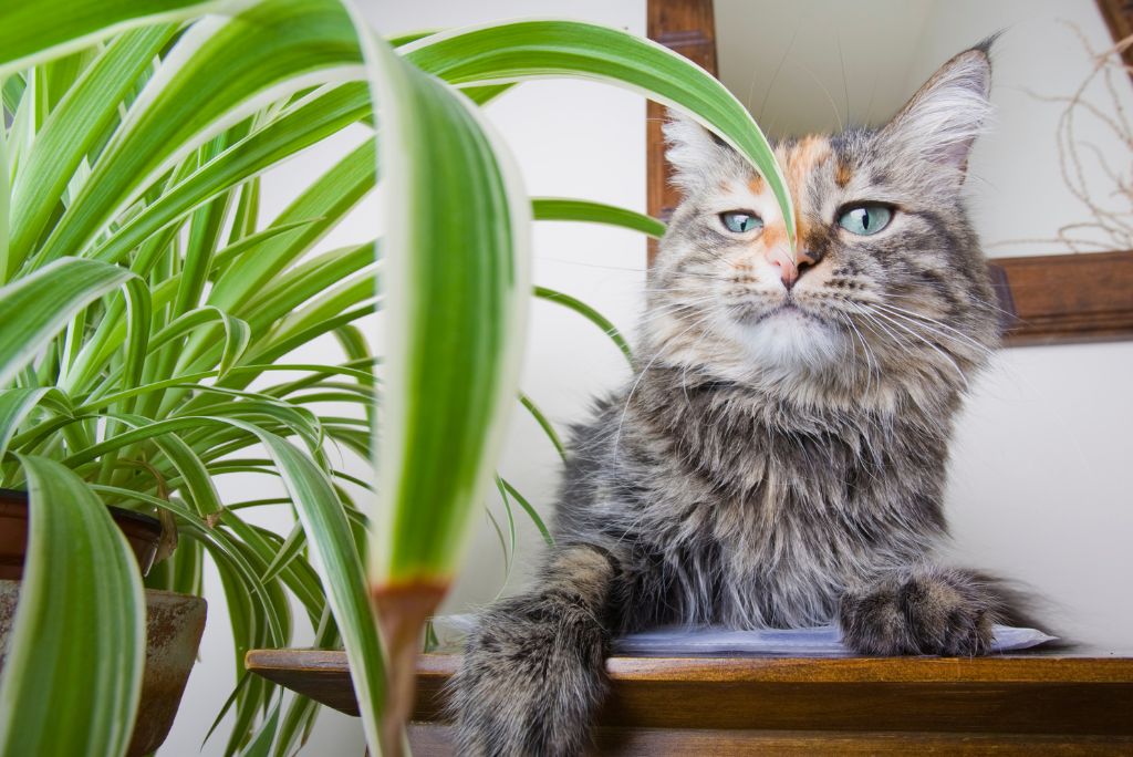 Indoor cat