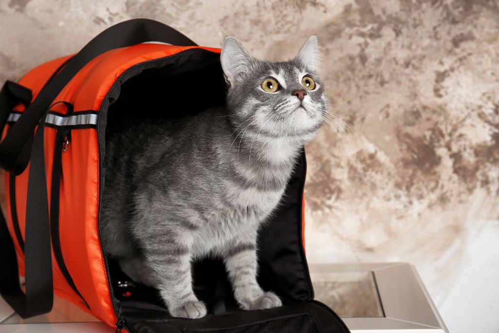cat in carrier