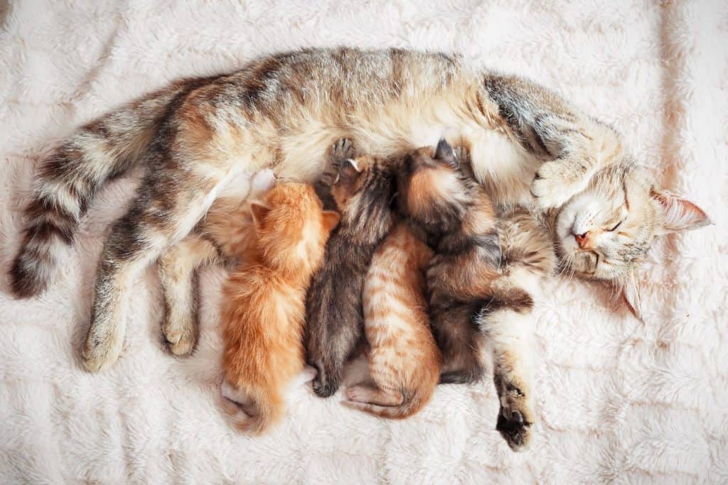 pregnant cat with kittens | fostering