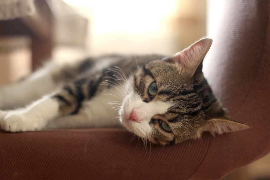 Indoor cat vaccines