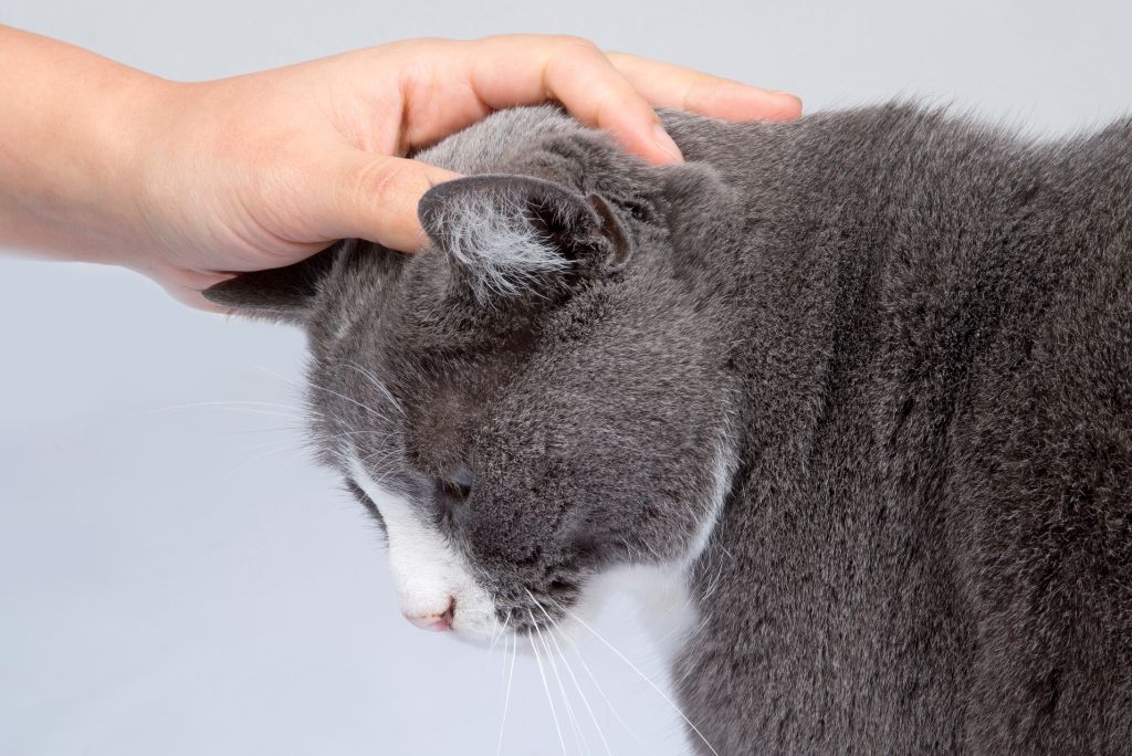 Cat being stroked