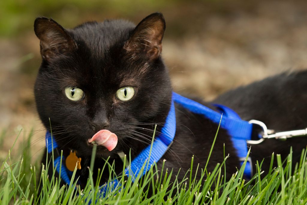 Cat in a harness