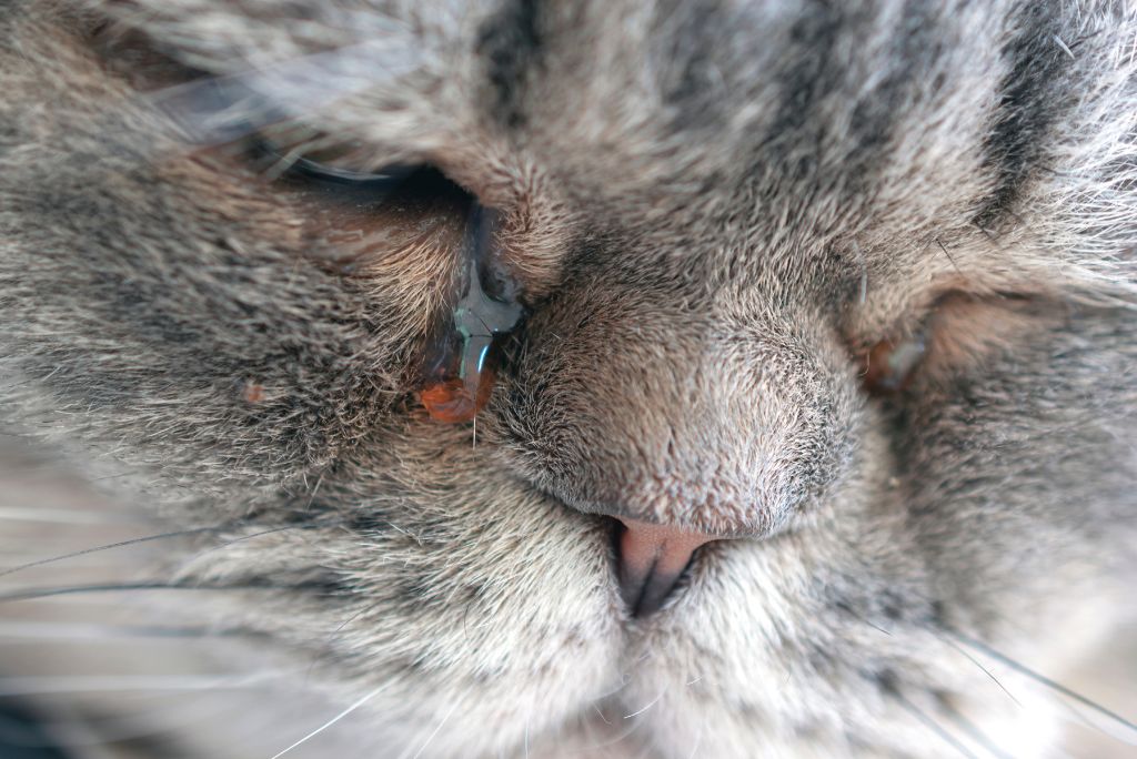 Cat tears