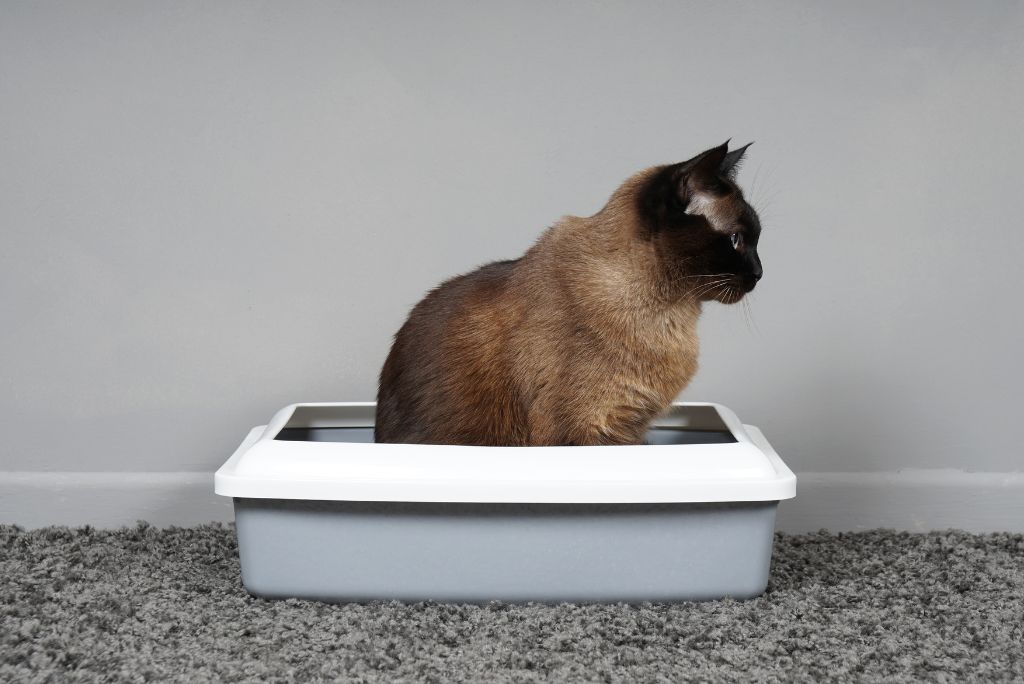 Cat sitting in litter tray