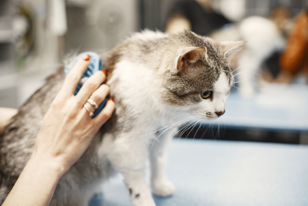 Cat being groomed