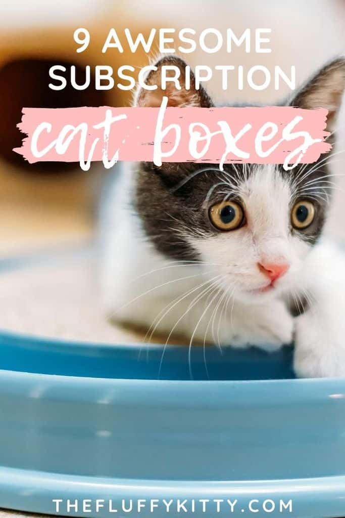 9x best cat subscription boxes | The Fluffy Kitty