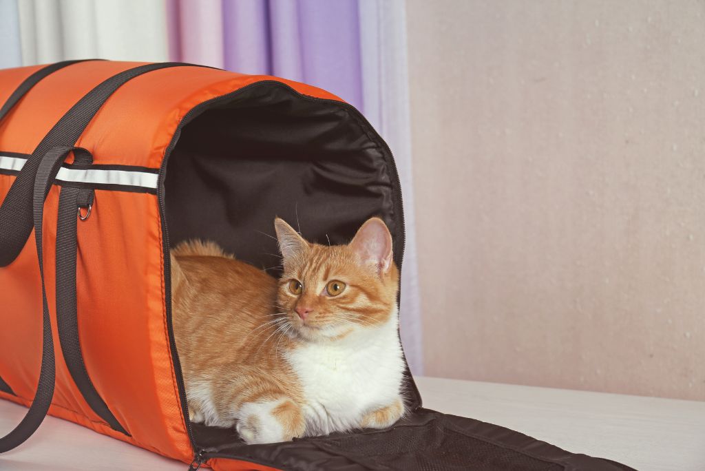 ginger cat in XL orange cat carrier