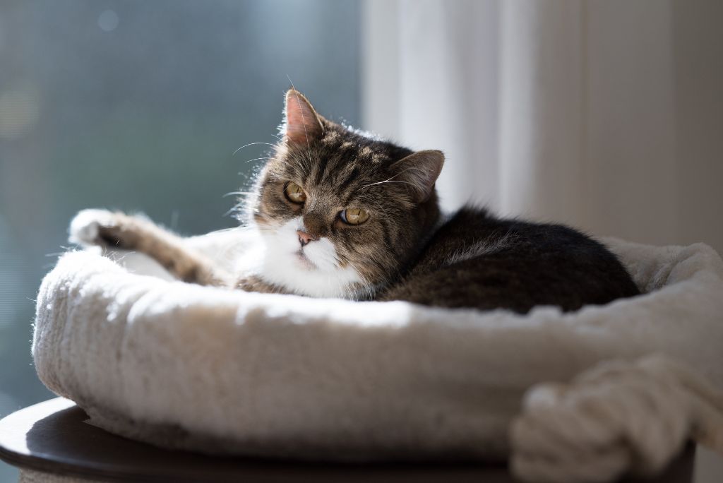 Comfy cat