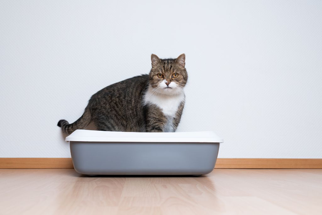 Constipation in cats