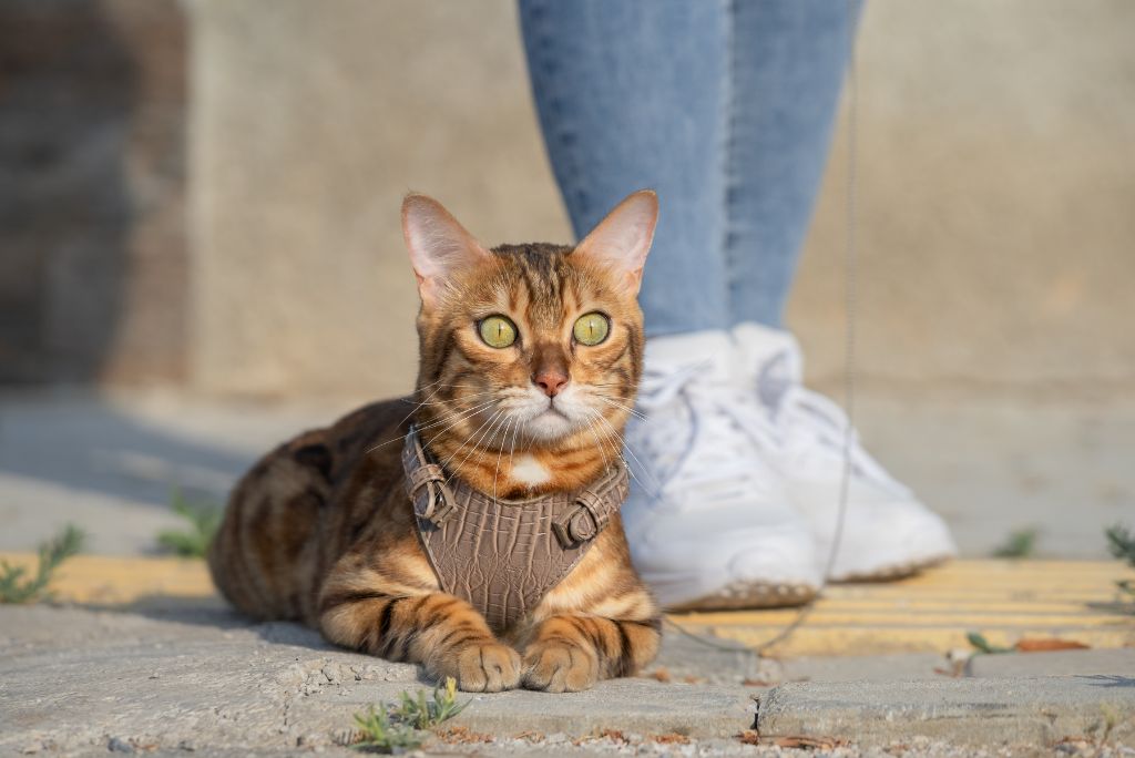 Bengal cat in a harness