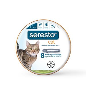 Why Does My Cat Have Scabs? Fluffy Kitty 
