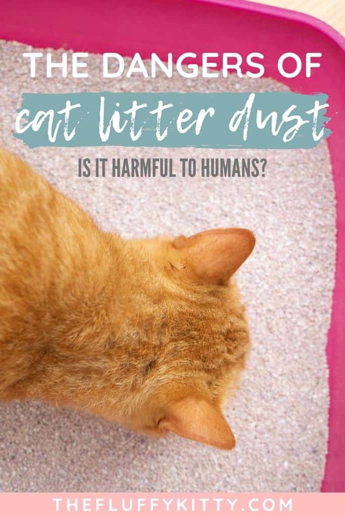 Breathing Cat Litter Dust - Is It Harmful?