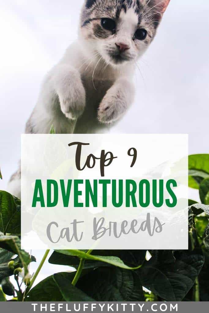 Cat who likes to travel