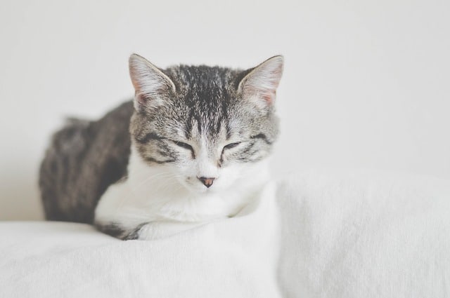 Can Cats Be Autistic? Fluffy Kitty