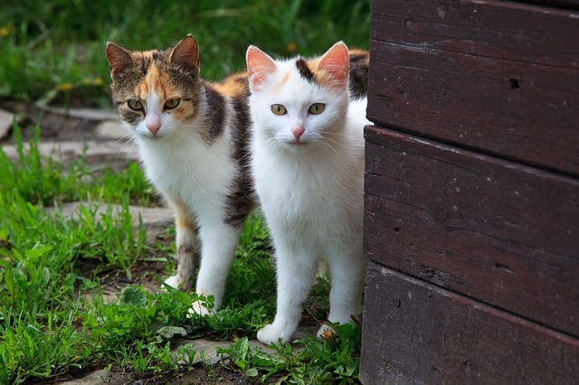 10 Ways to Tell If Your Cat Is Happy | Fluffy Kitty