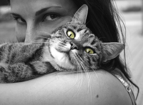 best heartworm prevention for cats