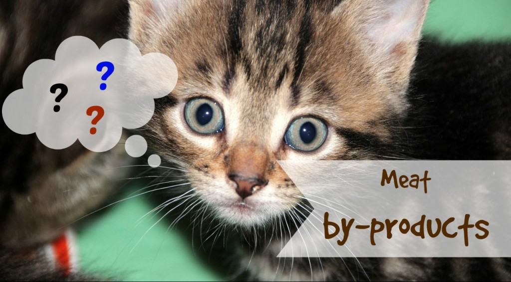 are meat by products bad for cats header