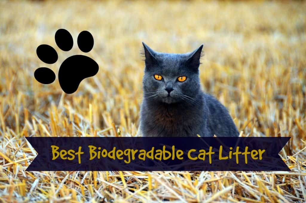 best biodegradable cat litter review header