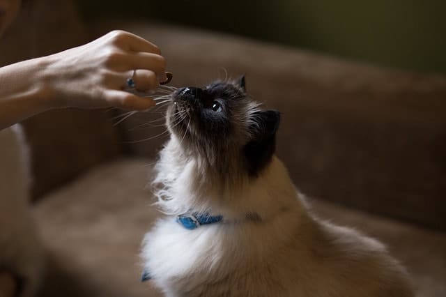 Best Cat Treats | Fluffy Kitty