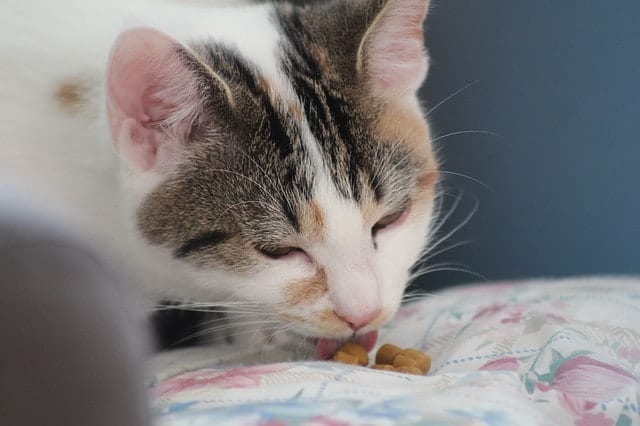 Best Cat Treats | Fluffy Kitty