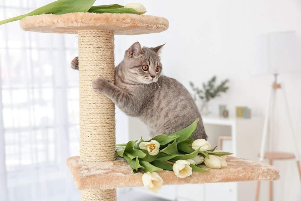 gray cat scratching on eco friendly cat tree post