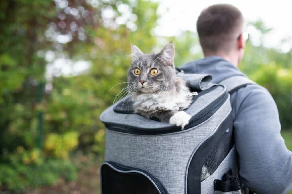 man wearing a cat backpack while hiking and biking with a cat 