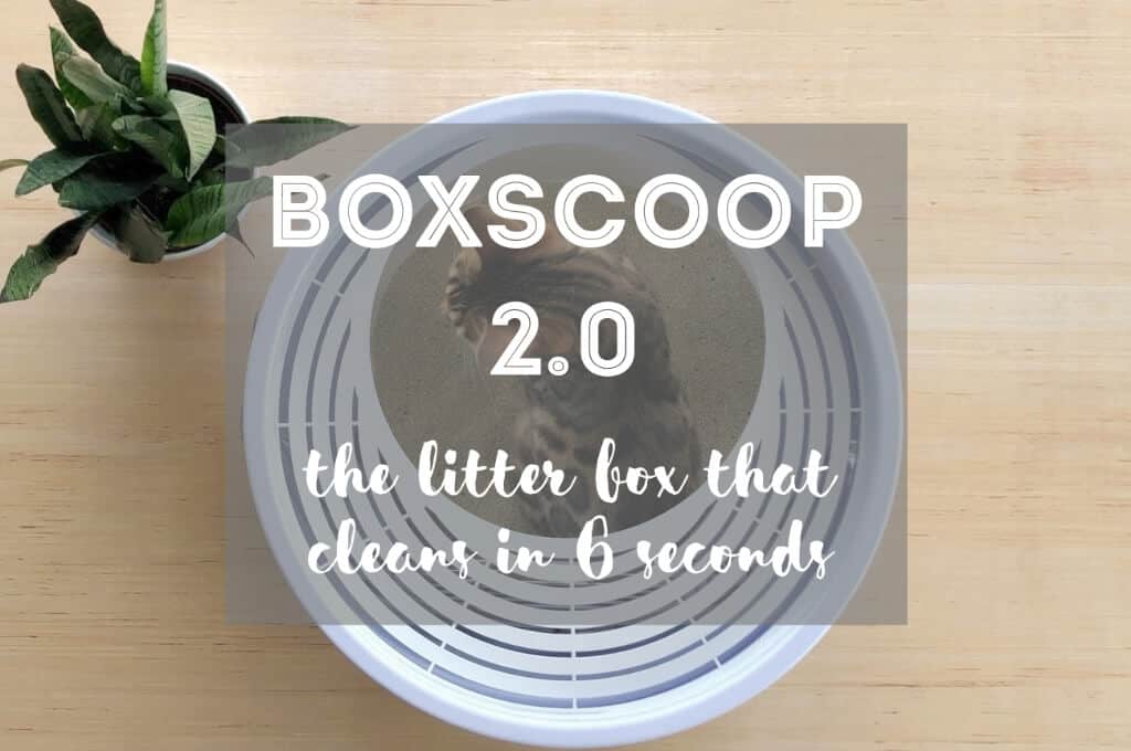 Boxscoop 2.0 | Fluffy Kitty