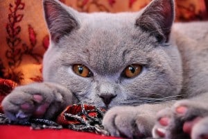 10 best cats for cuddling - british shorthair