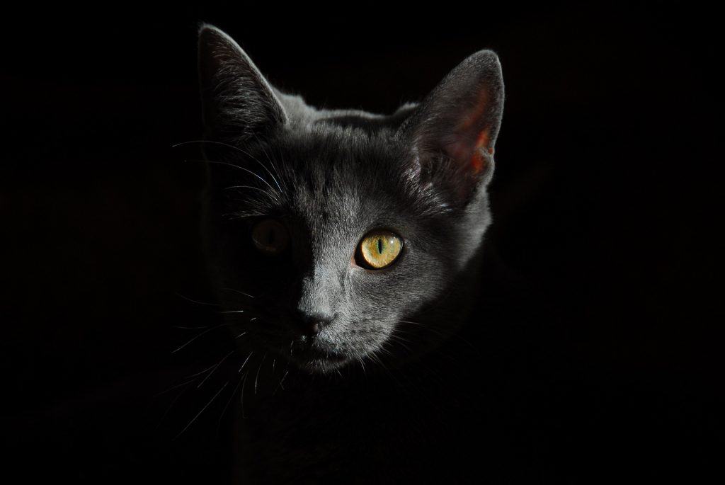 Should i insure my cat?