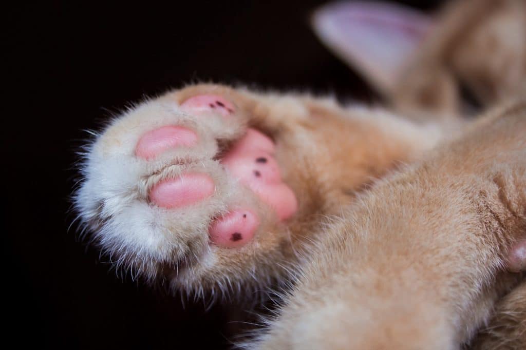 Should i insure my cat?