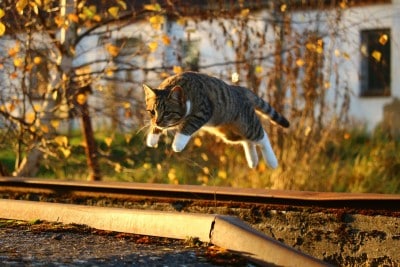 why is my cat so vicious, hunting
