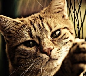 Why is my cat so vicious understanding
