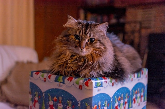 tips on how to keep your cat safe for christmas