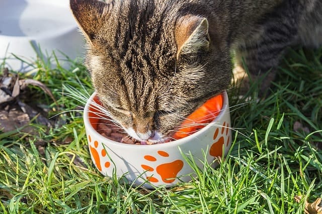 Best Fresh Pet Food Delivery | Fluffy Kitty