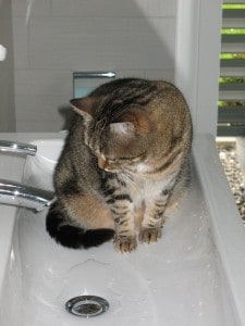how to get rid of fleas on my cat