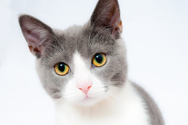 Most Common Health Problems In Cats | Fluffy Kitty