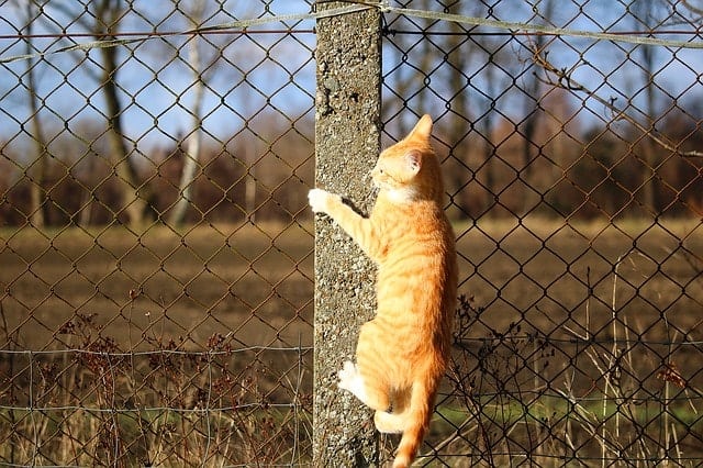 DIY Cat Climbing Shelves | Fluffy Kitty